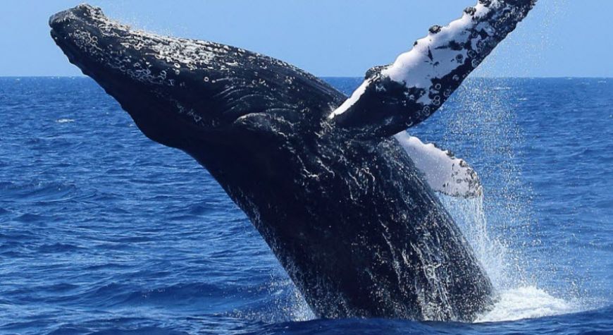 Whale Watching Tours