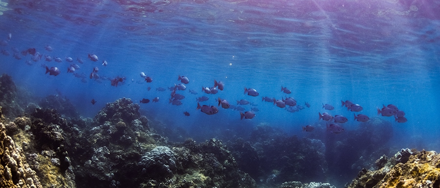 Snorkel Sail Adventure