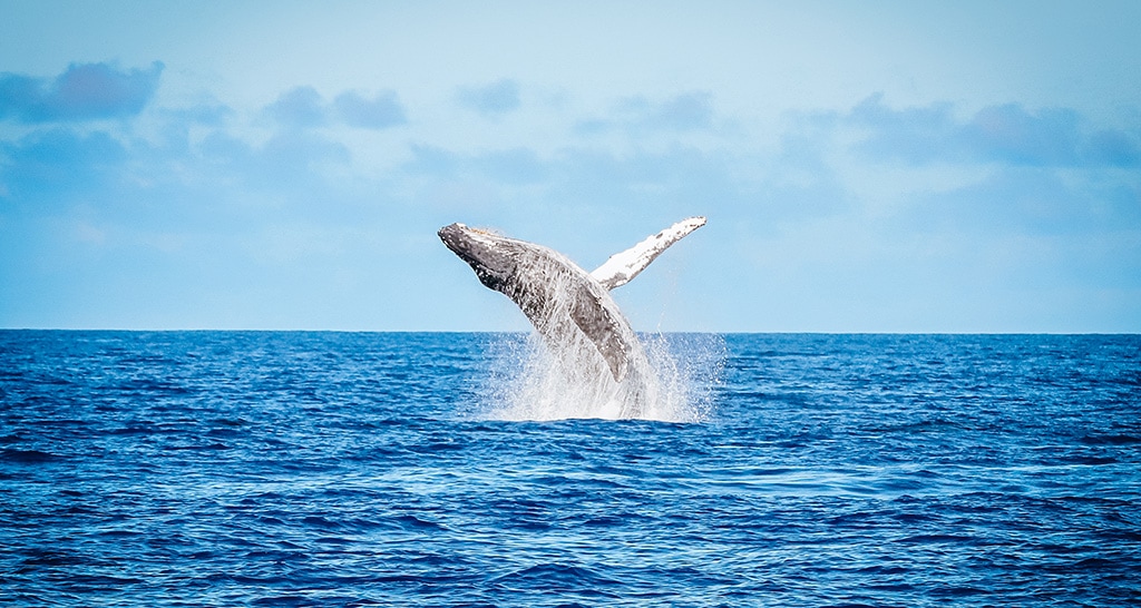 Morning Whale Watch