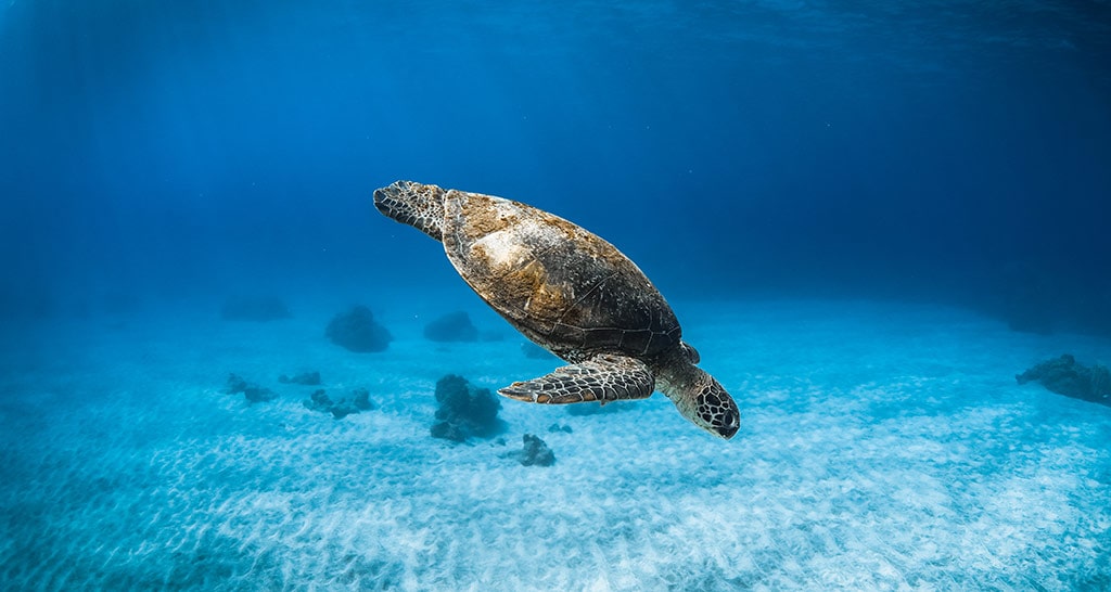 Snorkel Sail Adventure